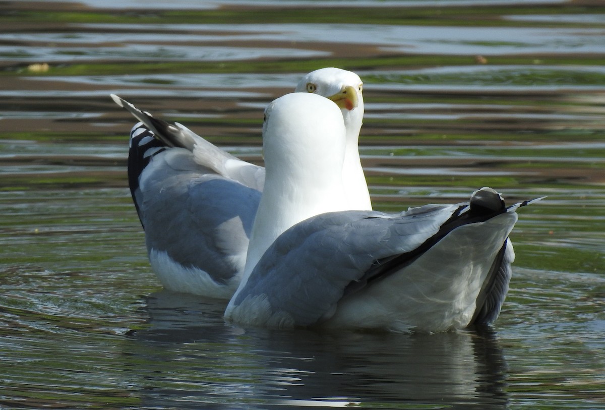 Herring Gull - Dale Floer