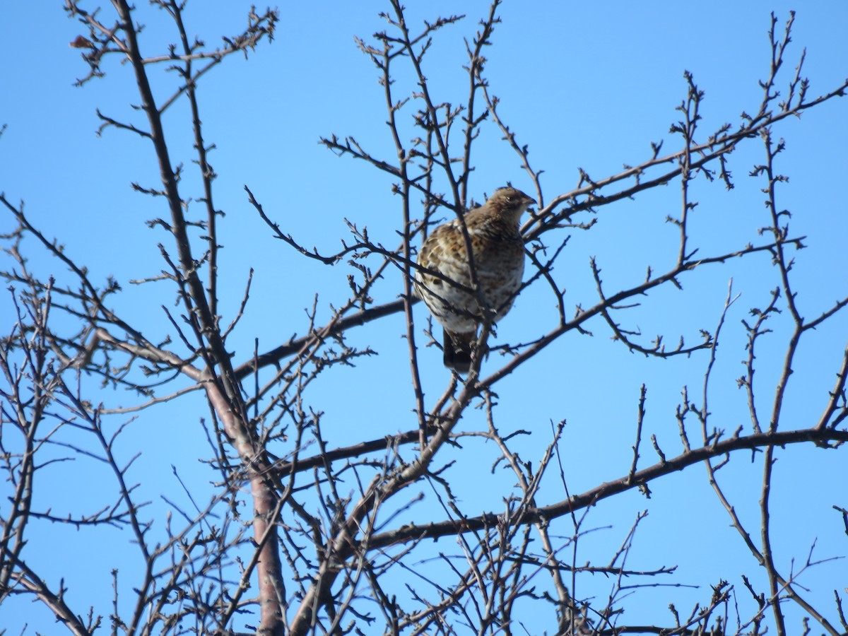 Ruffed Grouse - ML143631281