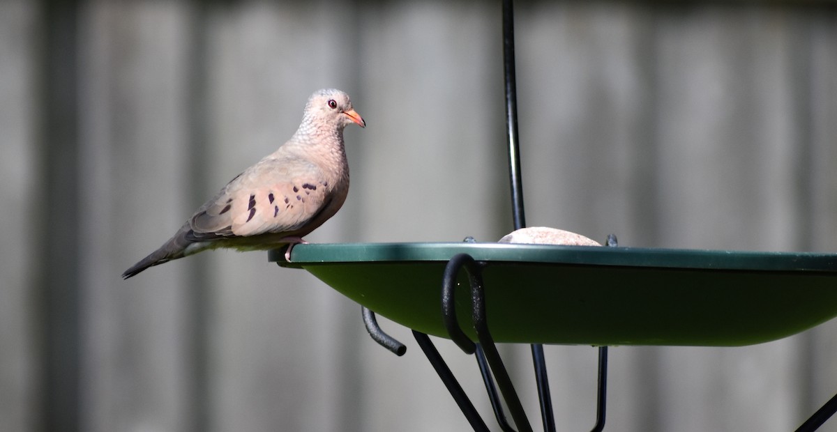 Common Ground Dove - Candice Davis