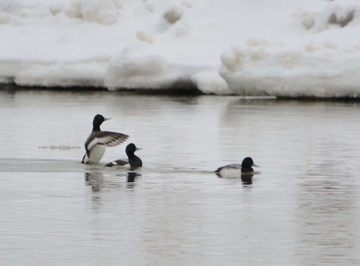Greater Scaup - ML143632981