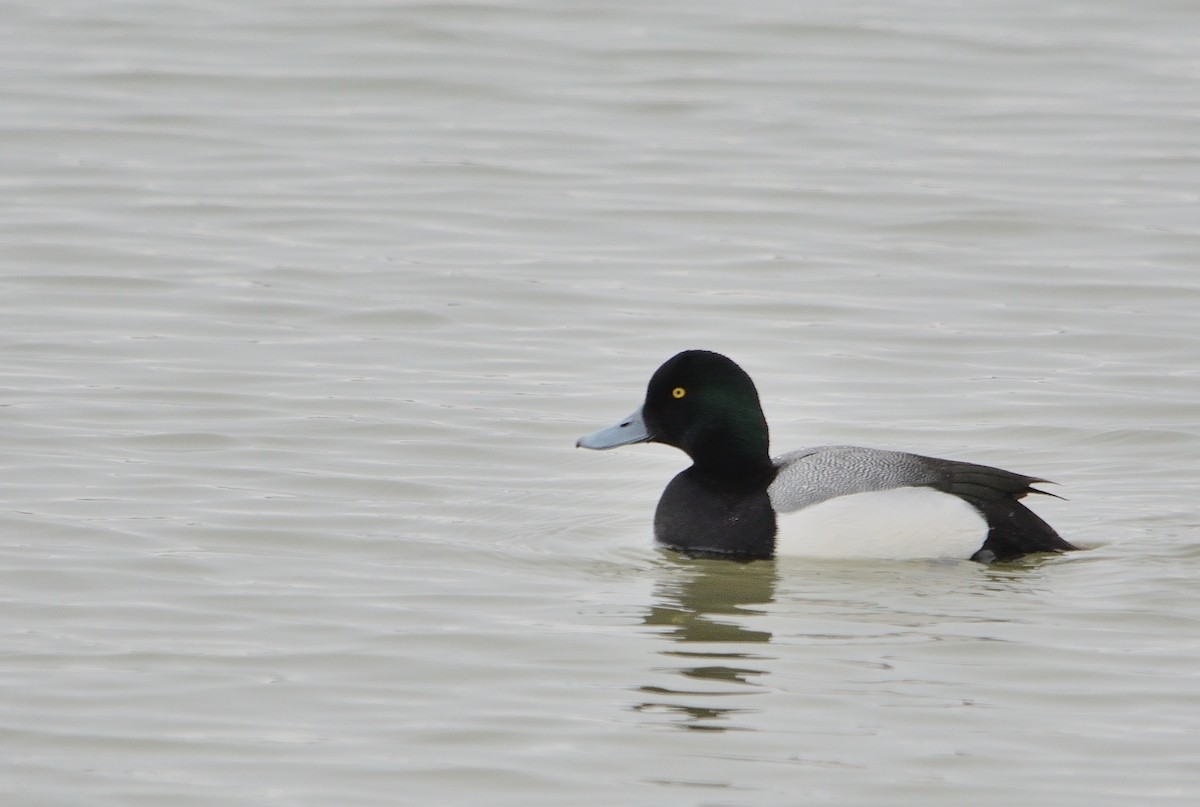 Greater Scaup - ML143632991