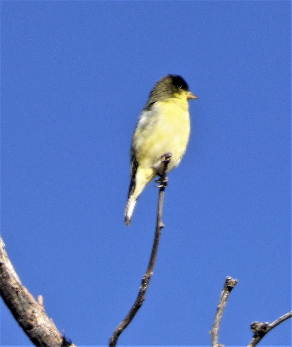 Lesser Goldfinch - ML143633241