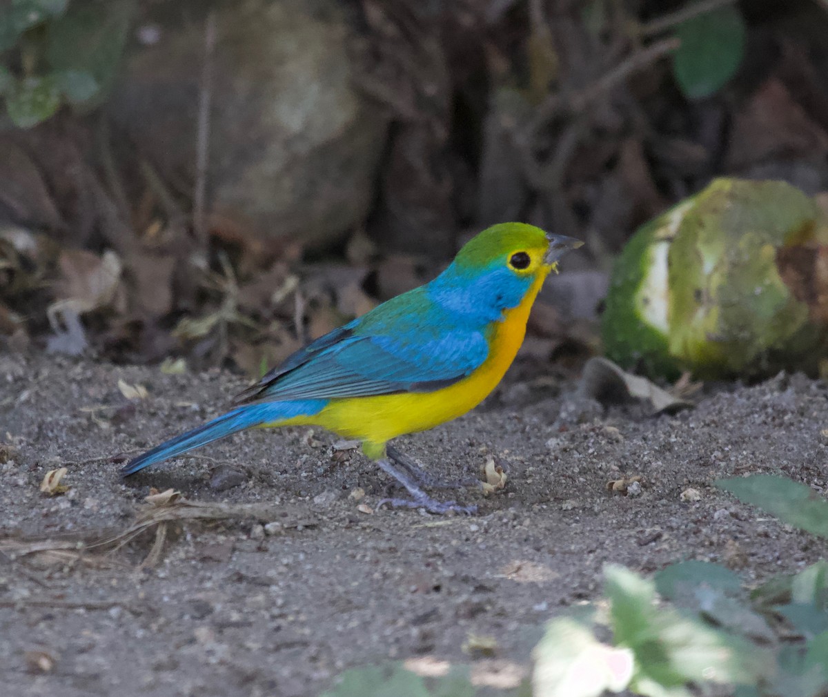 Orange-breasted Bunting - ML143634021