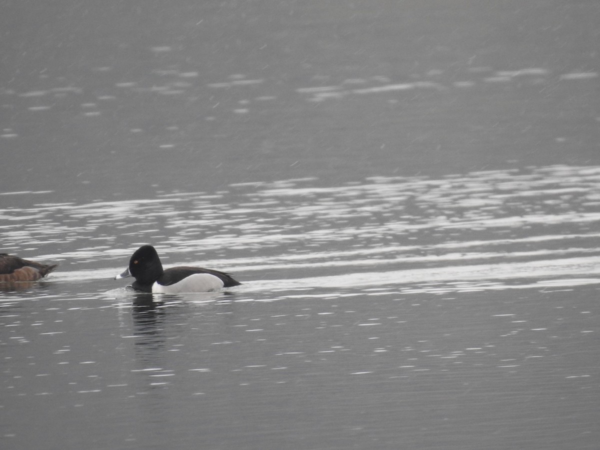 Ring-necked Duck - Aaron Nisley