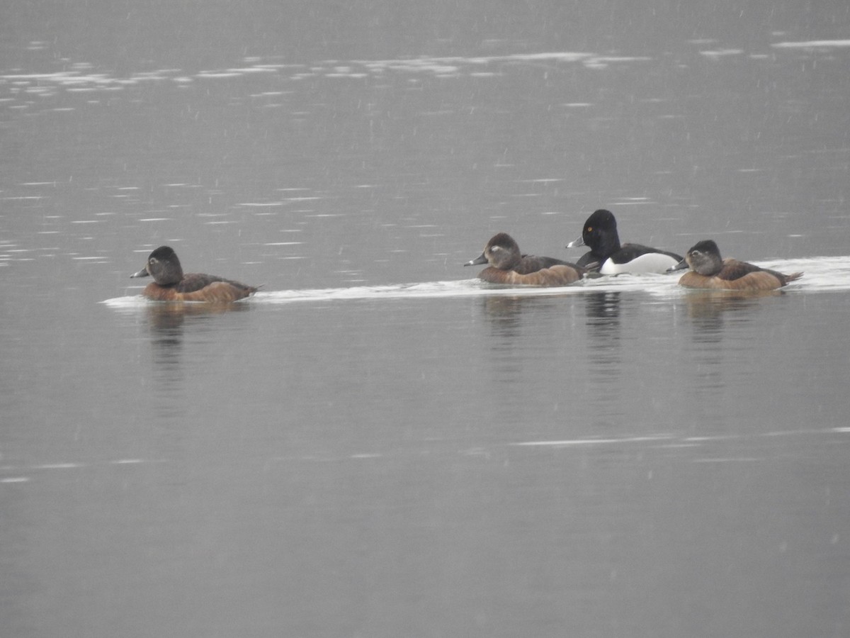 Ring-necked Duck - Aaron Nisley