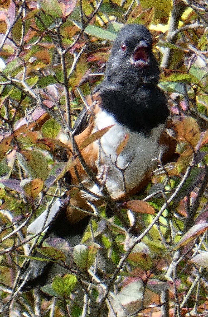 Eastern Towhee - ML143638011