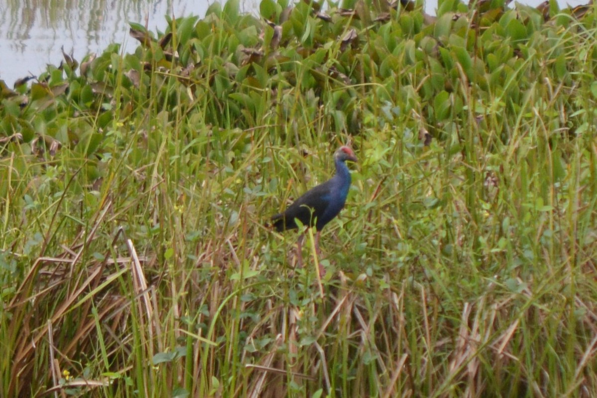 Gray-headed Swamphen - ML143638851