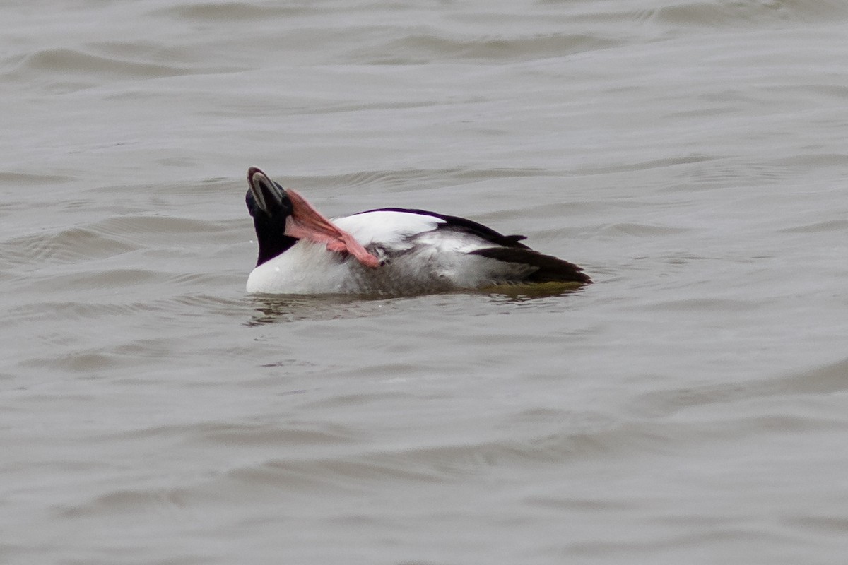 Bufflehead - Tom Blevins