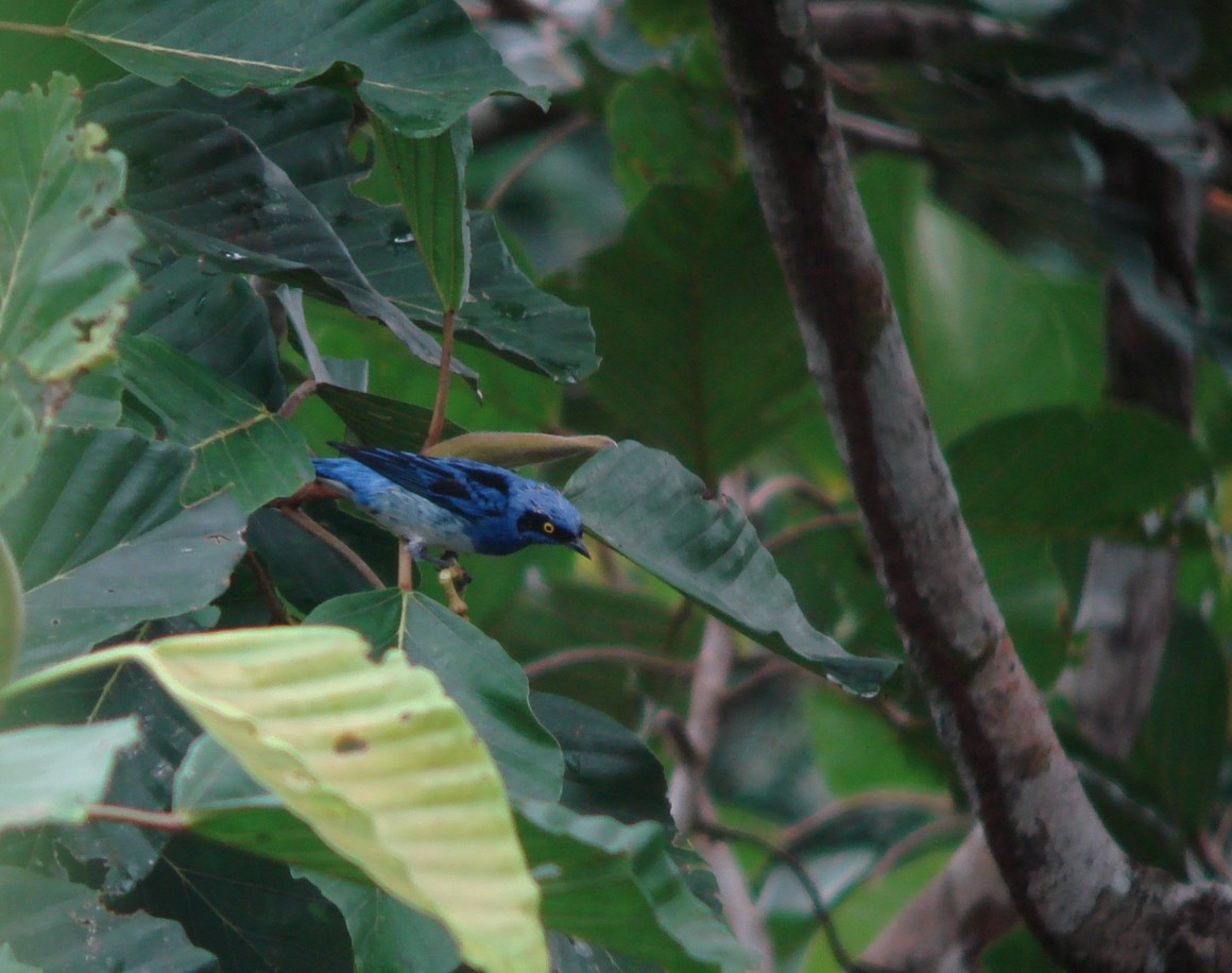 White-bellied Dacnis - ML143640531