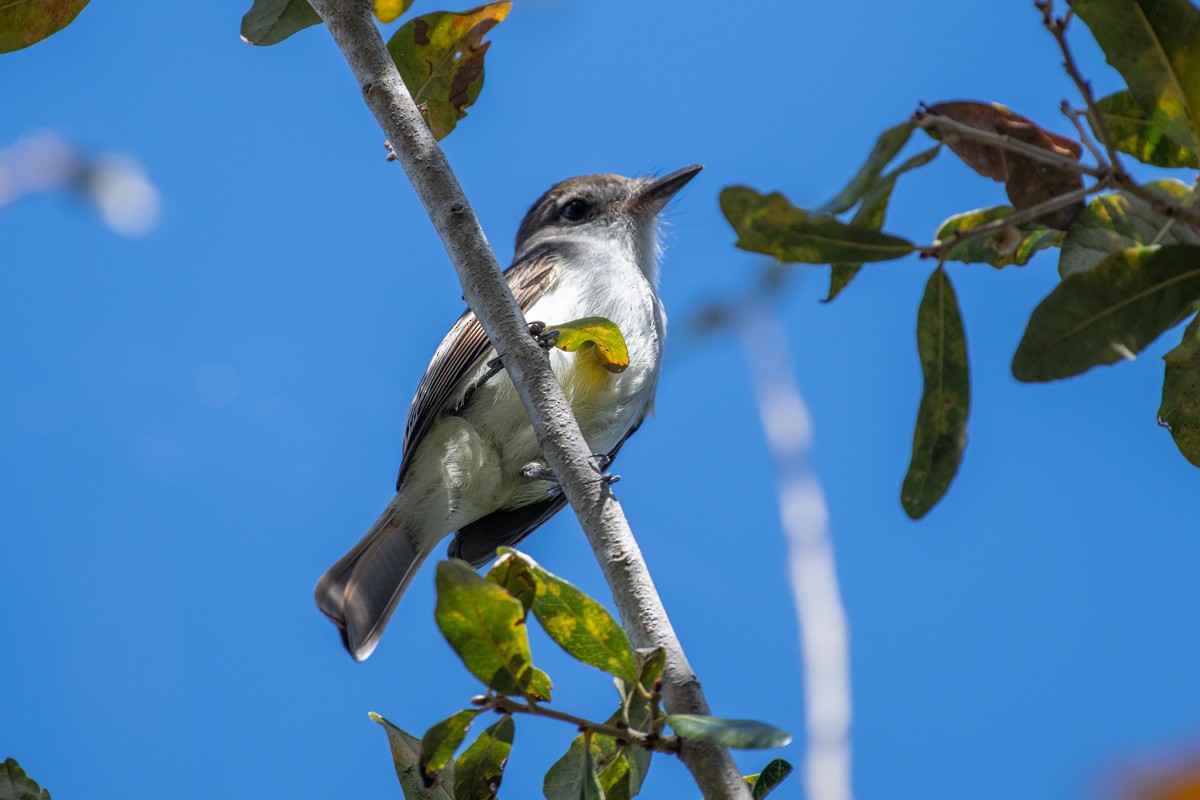 La Sagra's Flycatcher - Eliana Ardila Kramer (Birding By Bus)