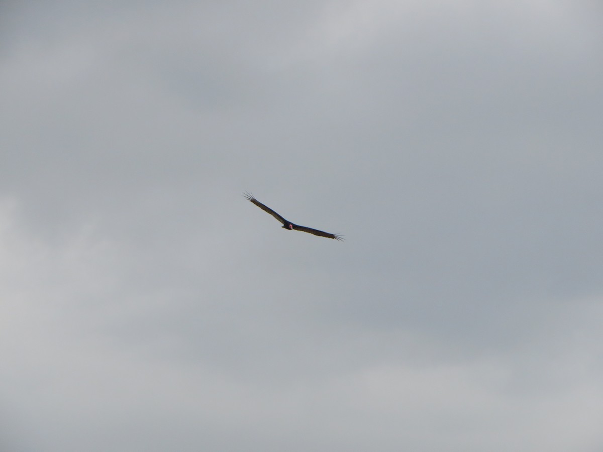 Turkey Vulture - ML143642411