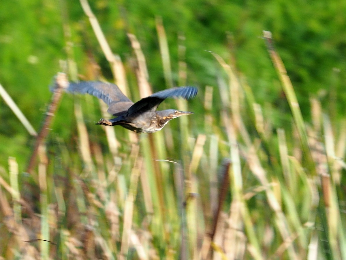 Black Bittern - ML143642431