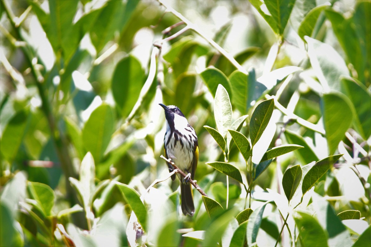 White-cheeked Honeyeater - ML143643421