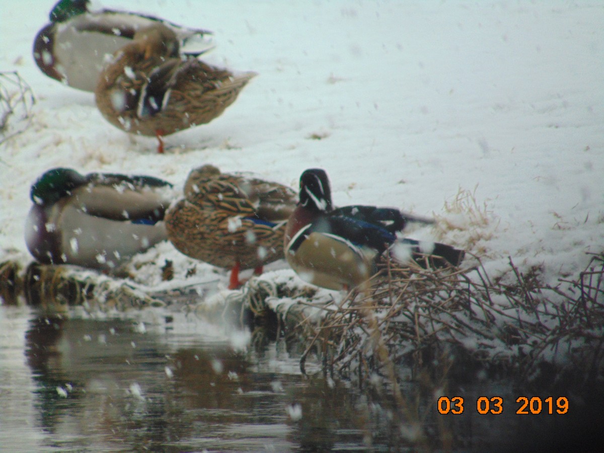 Wood Duck - ML143643991