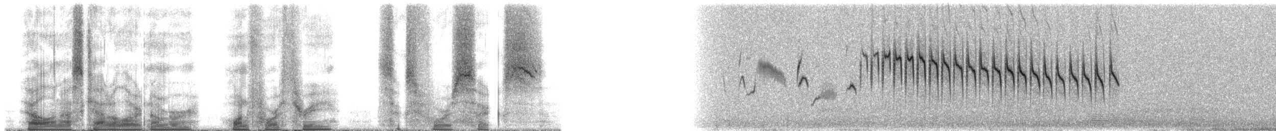 Grass Wren (Puna) - ML143646
