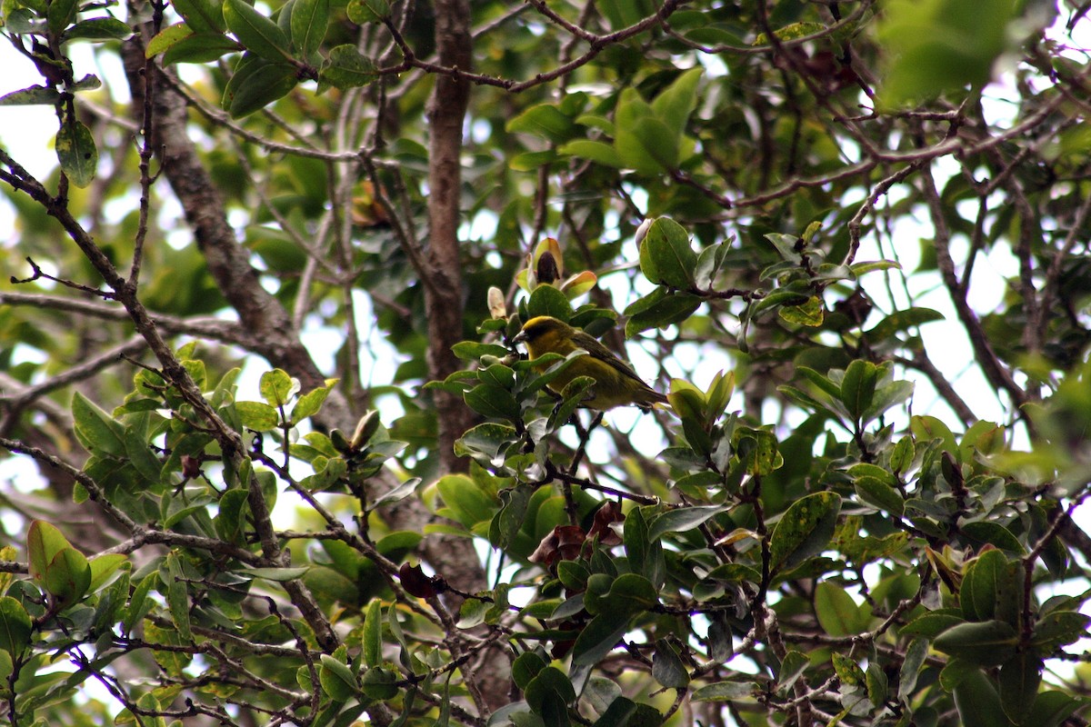 Kauai-Akepakleidervogel - ML143648421