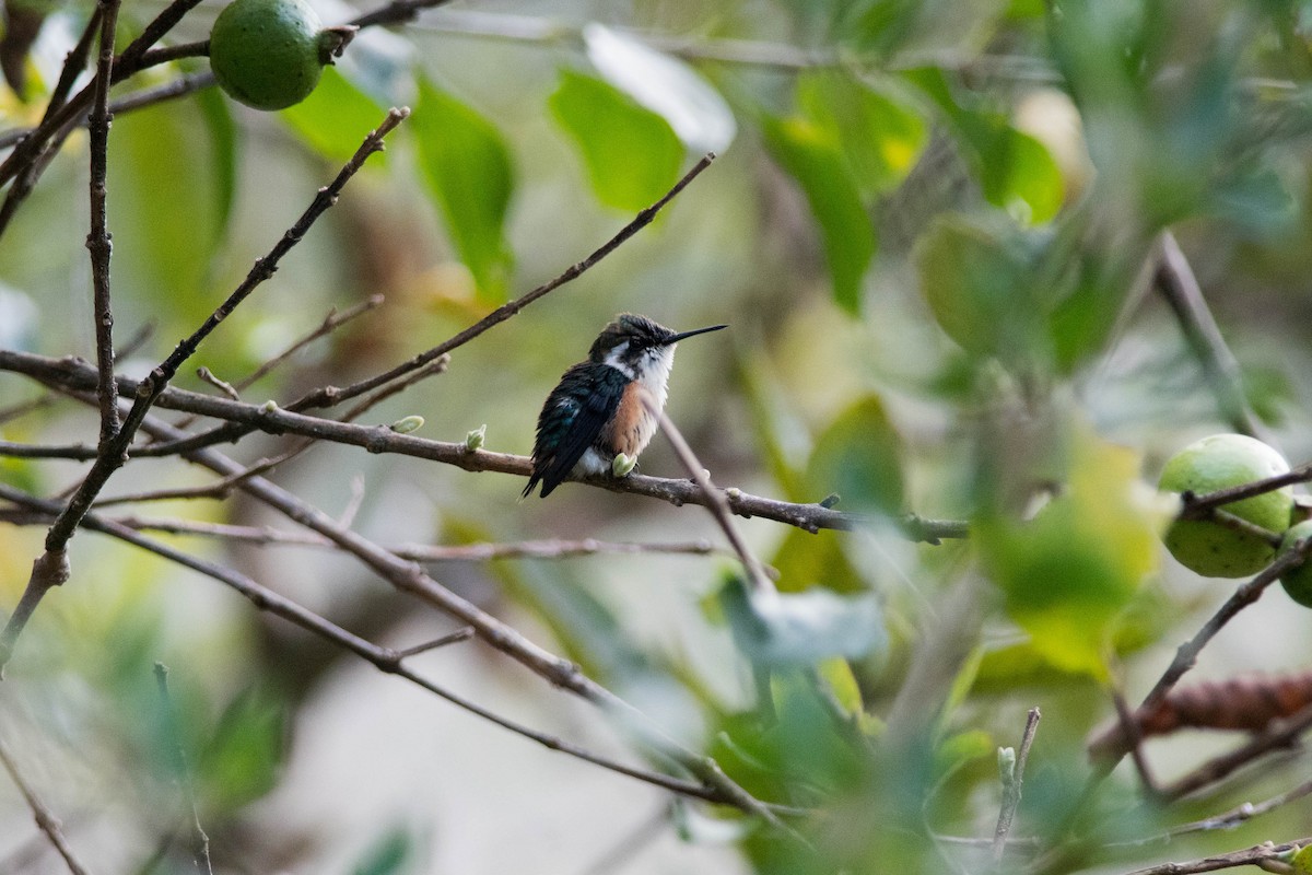 Colibrí Astral - ML143648771