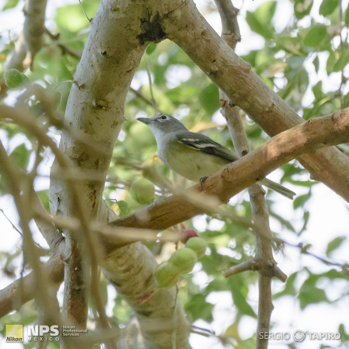 Cassin's Vireo - ML143650371