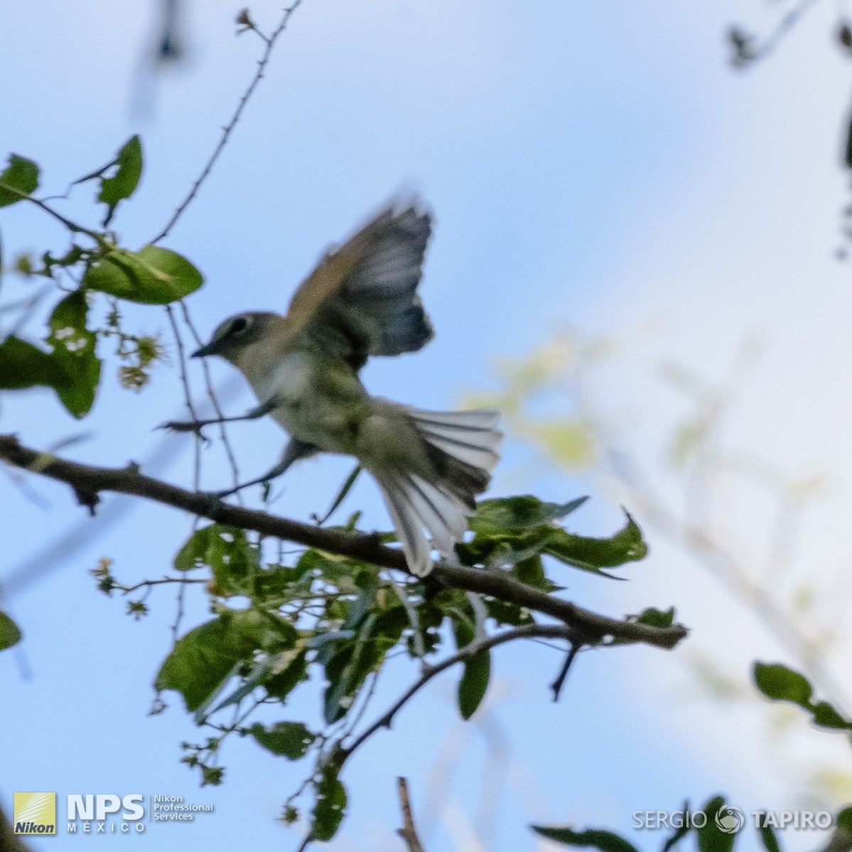 Cassin's Vireo - ML143650381