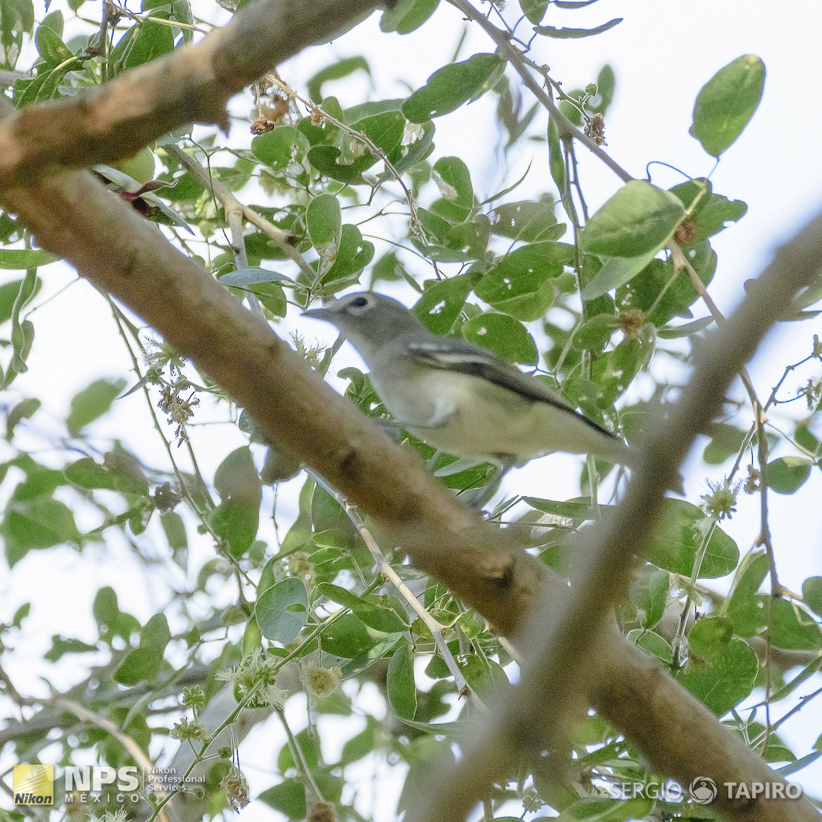 Cassin's Vireo - ML143650391