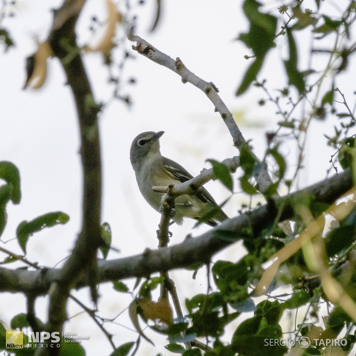 Cassin's Vireo - ML143650401