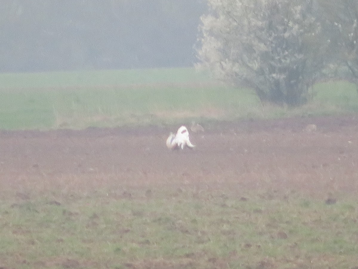 Great Bustard - ML143651571