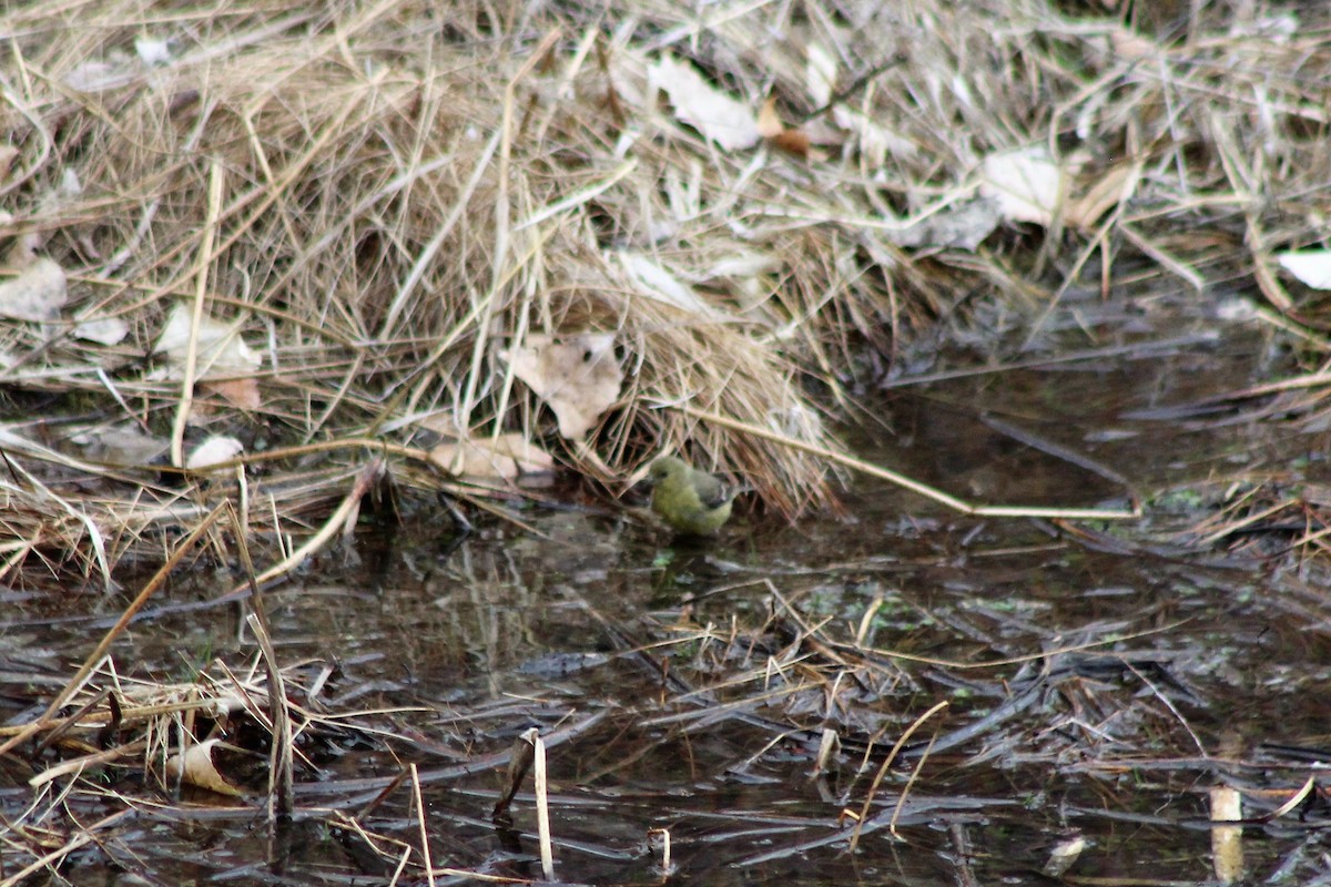 Lesser Goldfinch - ML143652221