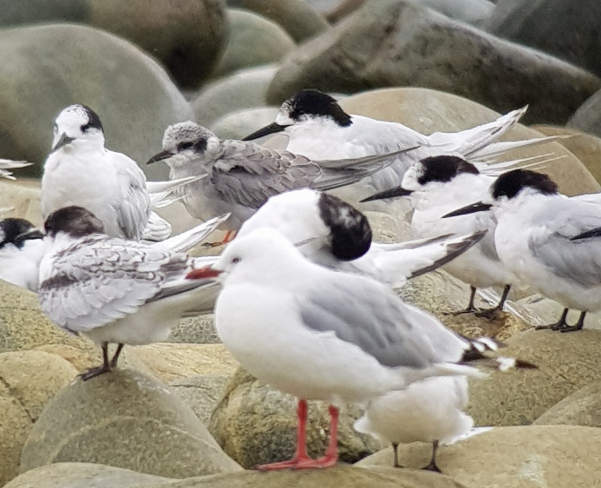 Black-fronted Tern - ML143653101