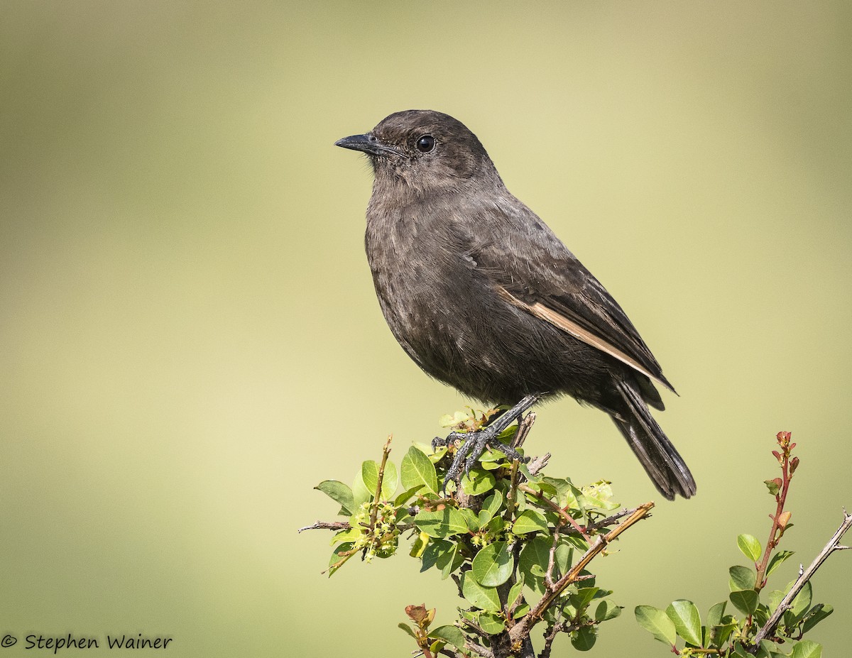 Northern Anteater-Chat - ML143653111