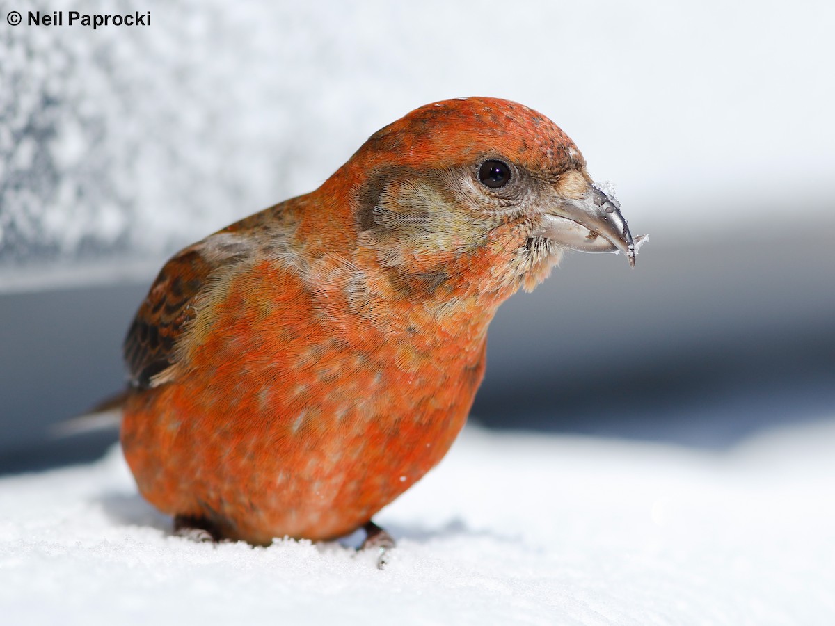 Red Crossbill (Western Hemlock or type 3) - Neil Paprocki
