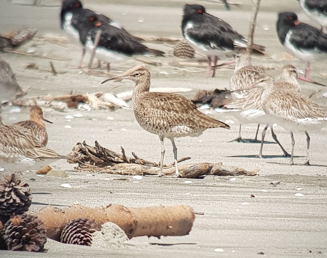Eurasian Whimbrel - ML143653431