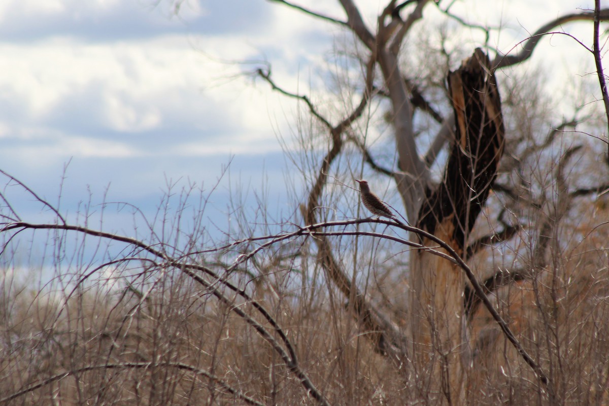 Northern Flicker - ML143653691