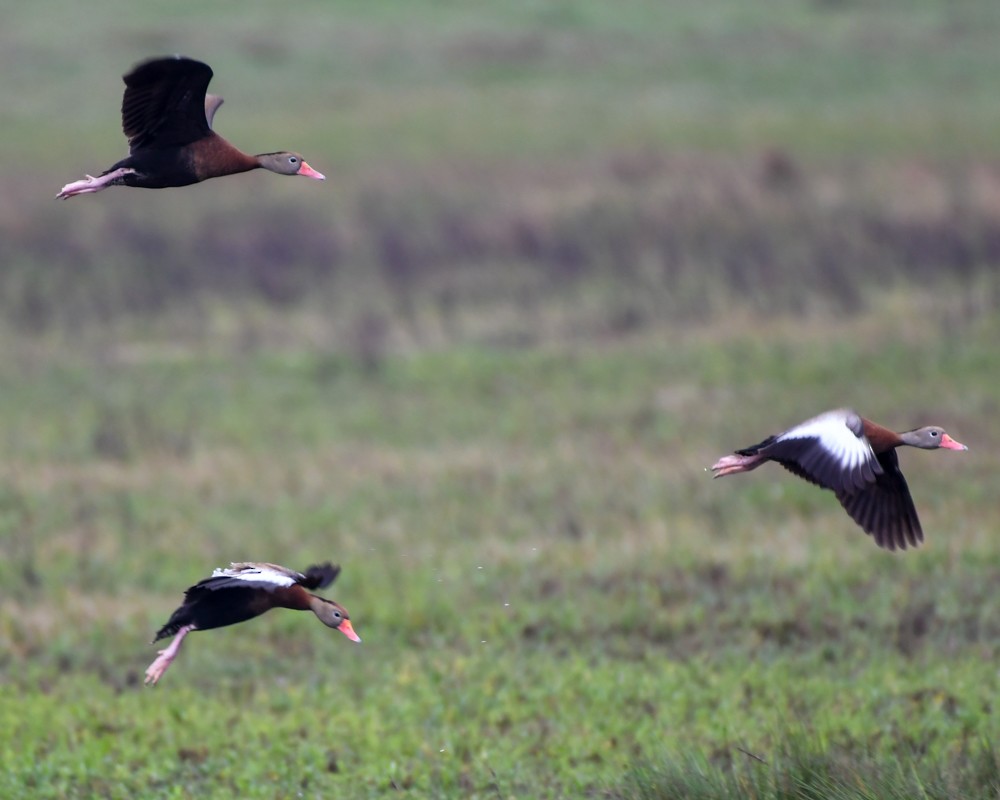 Black-bellied Whistling-Duck - josh Ketry