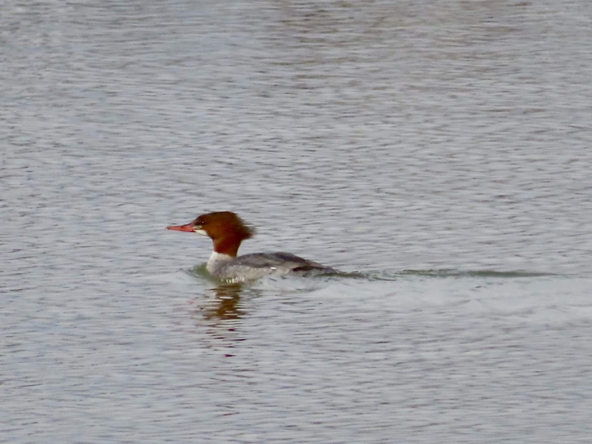 Gänsesäger - ML143655171