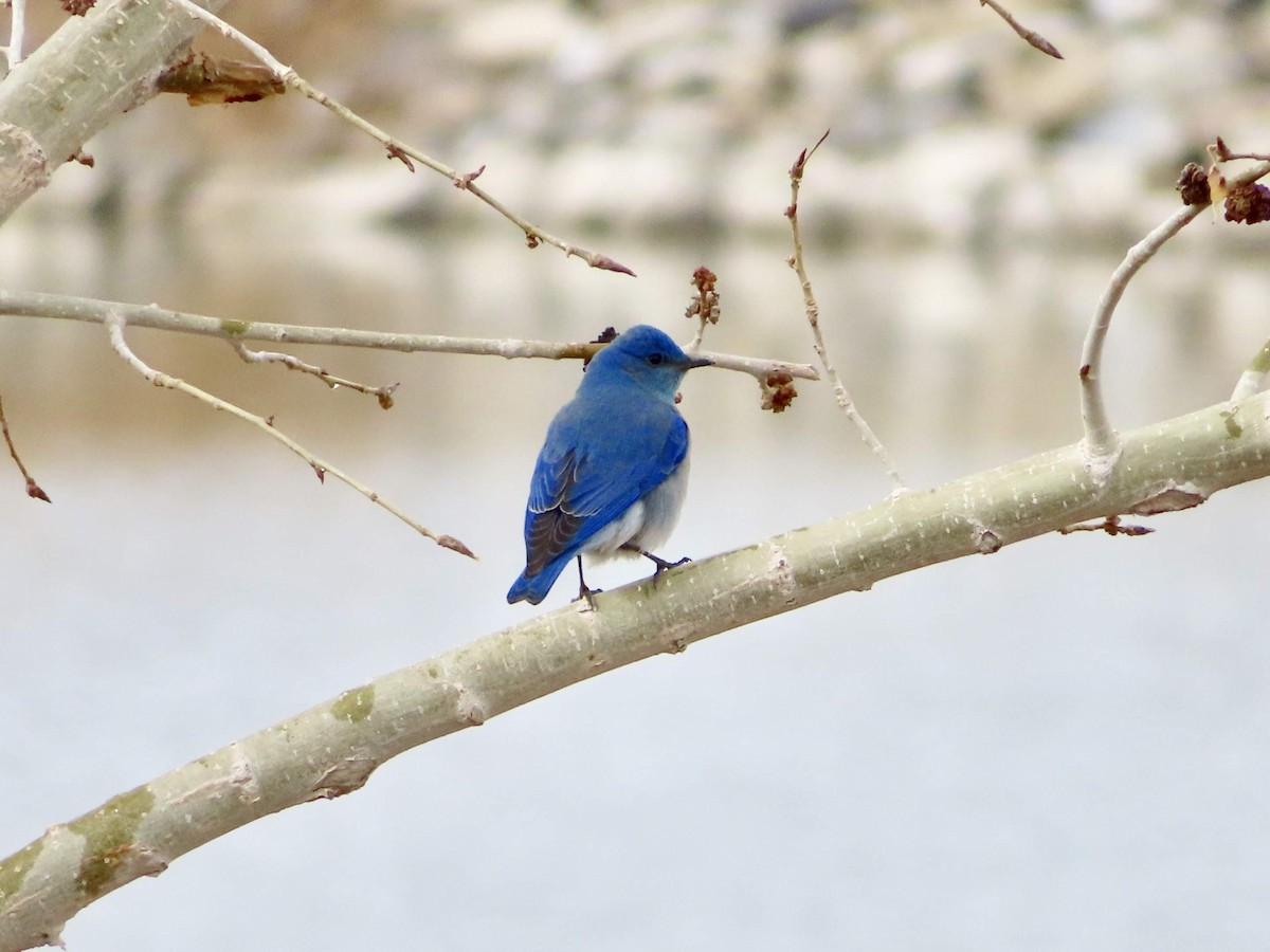 Mountain Bluebird - ML143655241