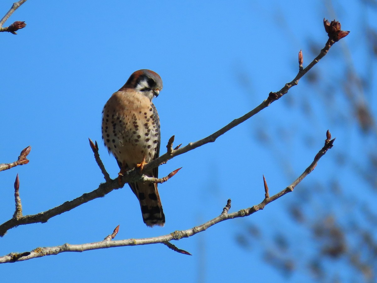 American Kestrel - Thomas Gilg