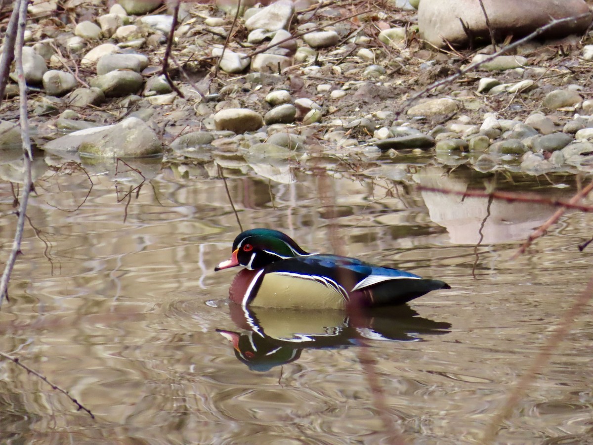 Wood Duck - ML143655491