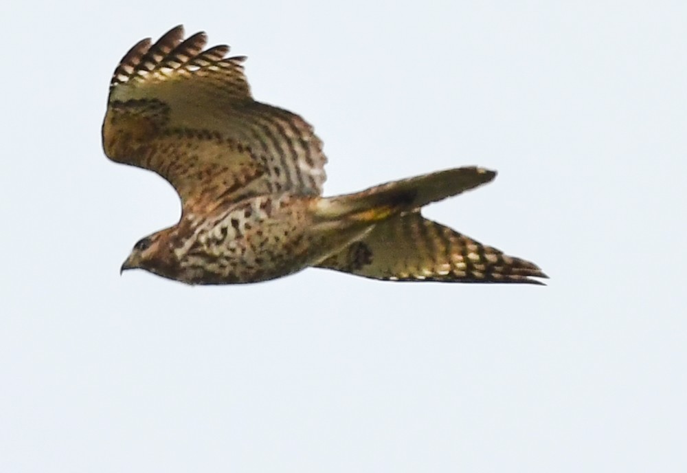 Red-shouldered Hawk - josh Ketry