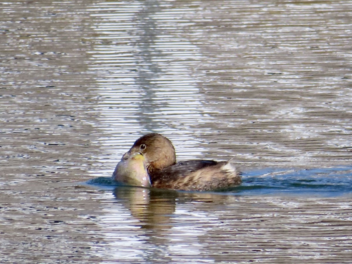 Pied-billed Grebe - ML143656841