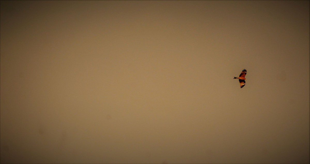 Black Kite (Black-eared) - pradeep Rana