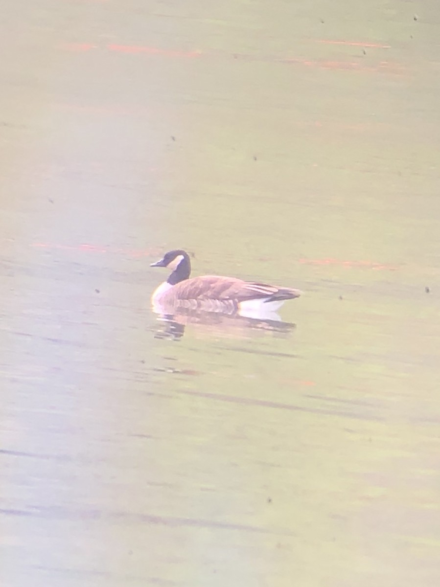 Canada Goose (canadensis Group) - Lucas stephenson