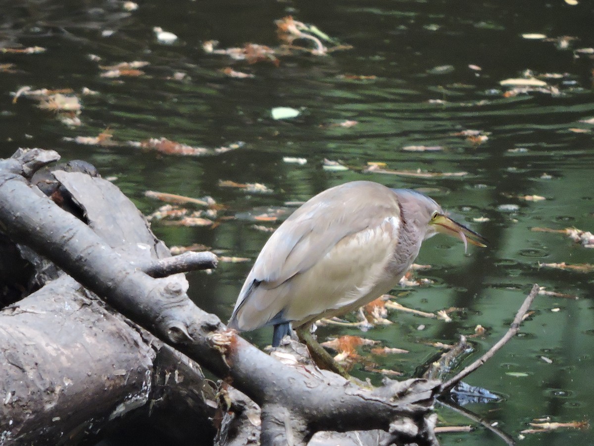 Yellow Bittern - Mahathi Narayanaswamy