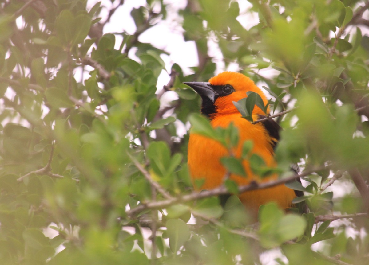 Oriole à gros bec - ML143660761