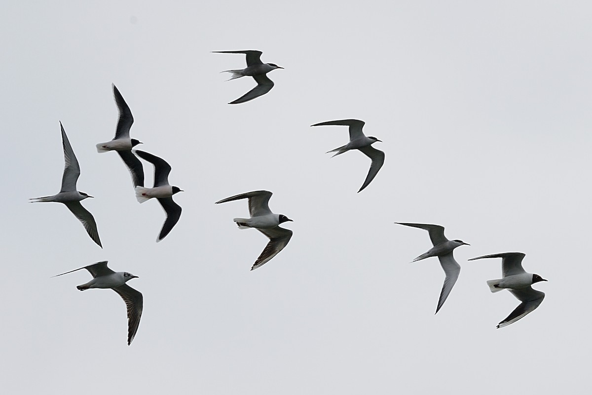 Little Gull - ML143667971