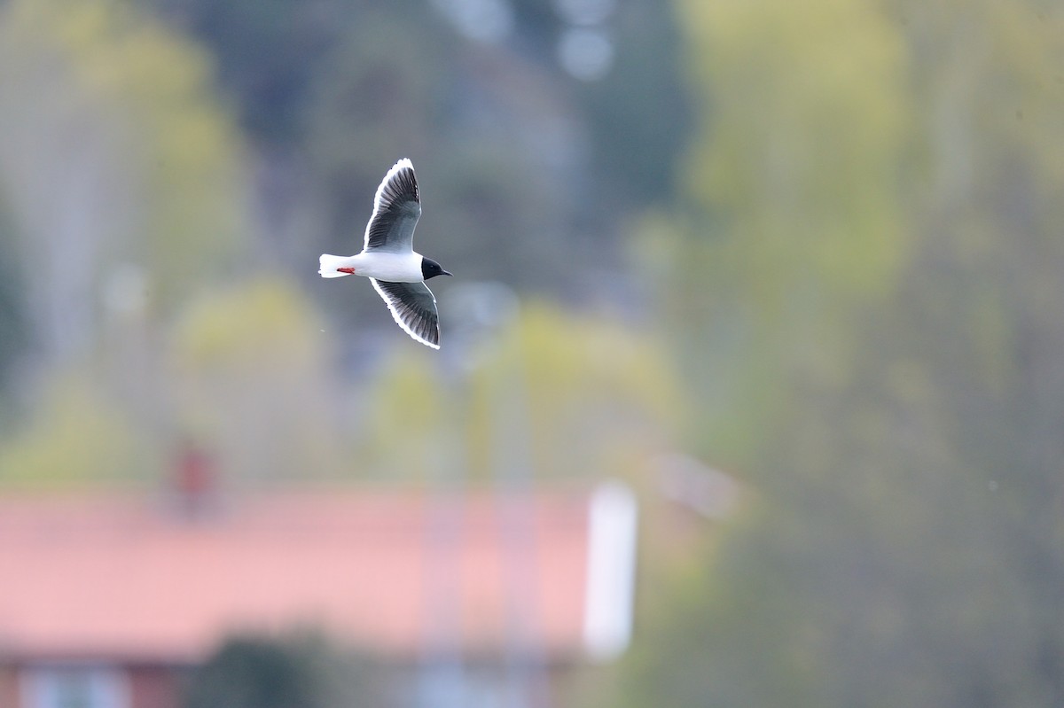 Mouette pygmée - ML143667991