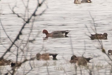 Eurasian Wigeon - ML143668811