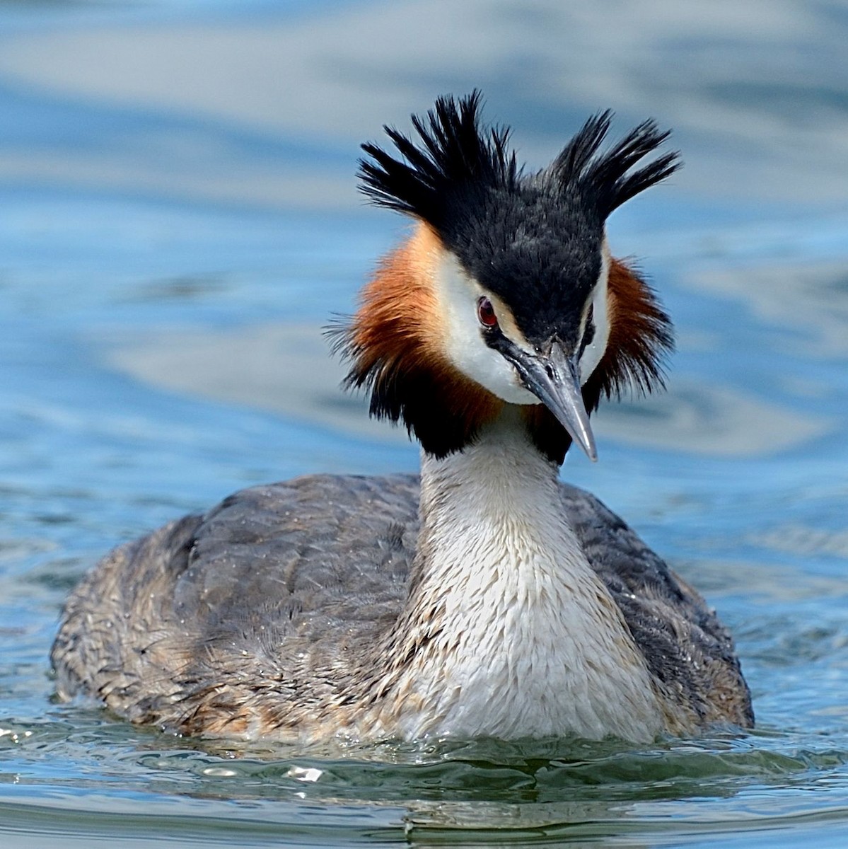 Great Crested Grebe - ML143668821