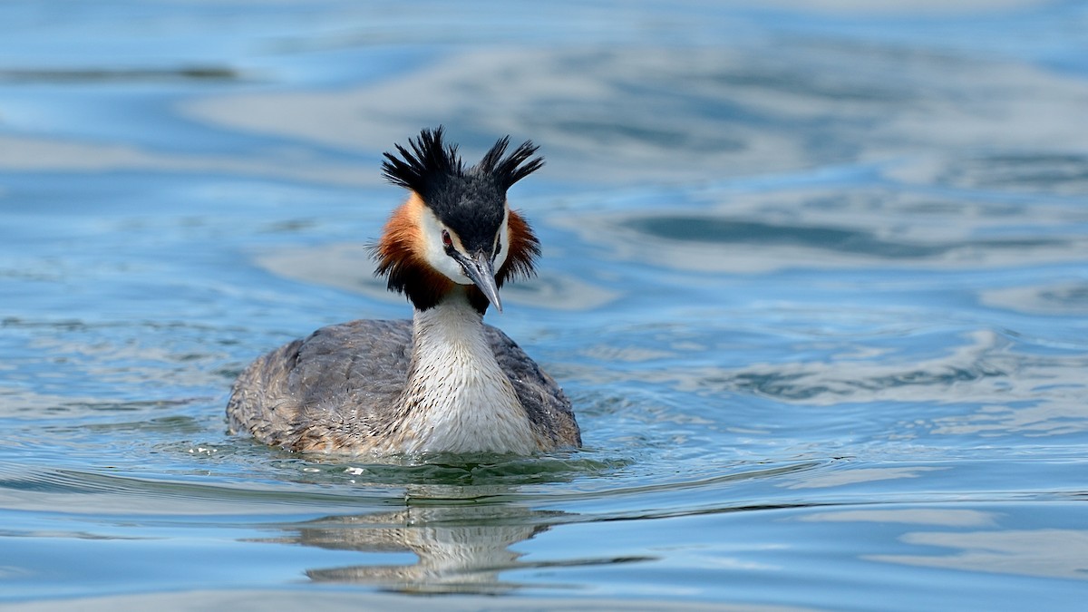 Great Crested Grebe - ML143668861