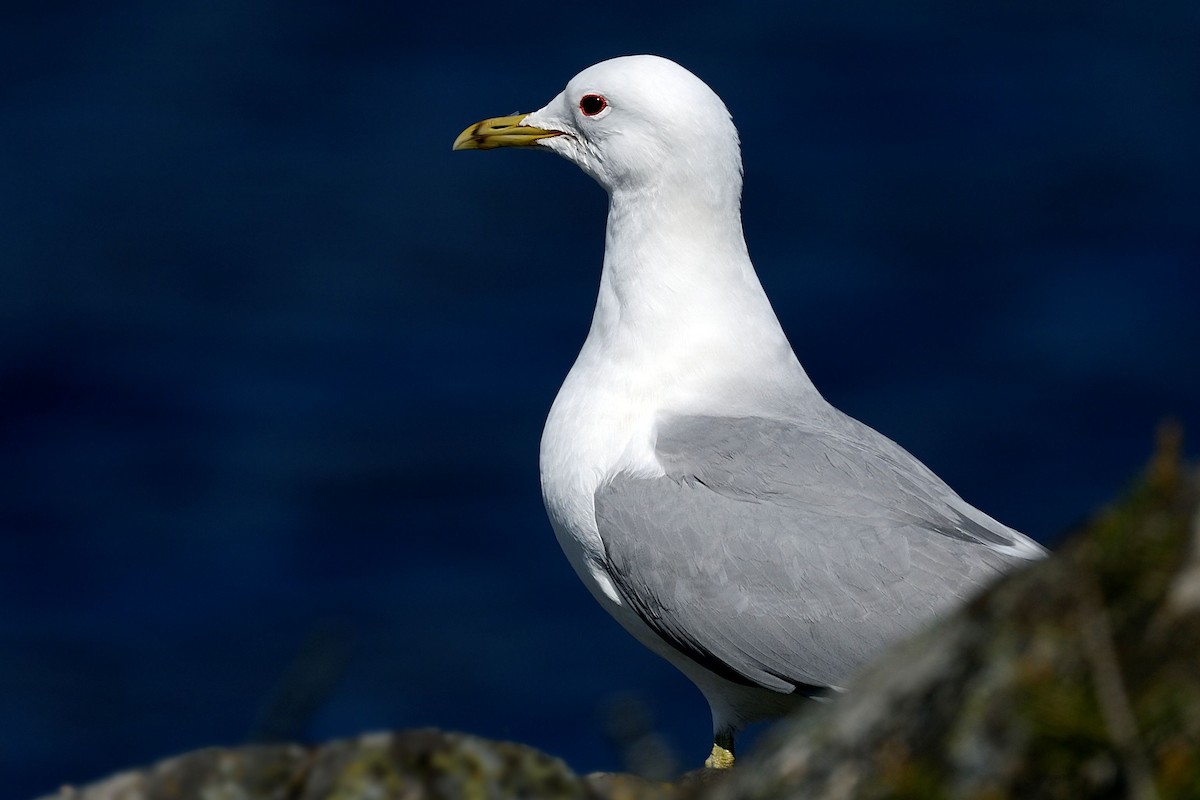 Common Gull - ML143668891