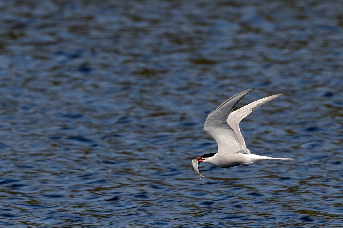 Common Tern - ML143668901